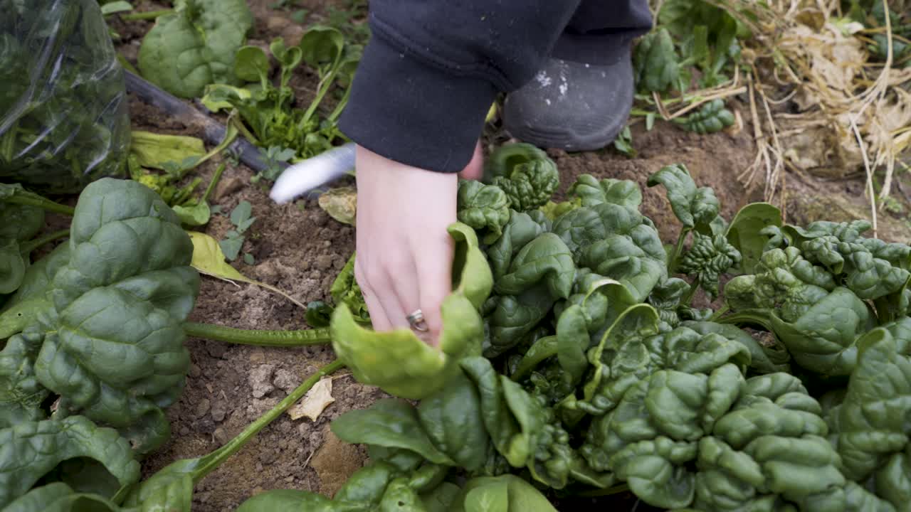 Harvesting Spinach in the Garden