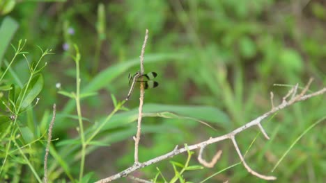 Un-Primer-Plano-íntimo-Que-Muestra-La-Flora-India-Con-Planos-Verdes