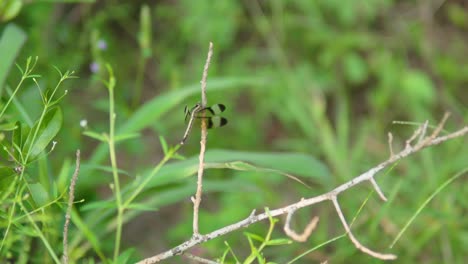 un primer plano íntimo que muestra la flora india con planes verdes