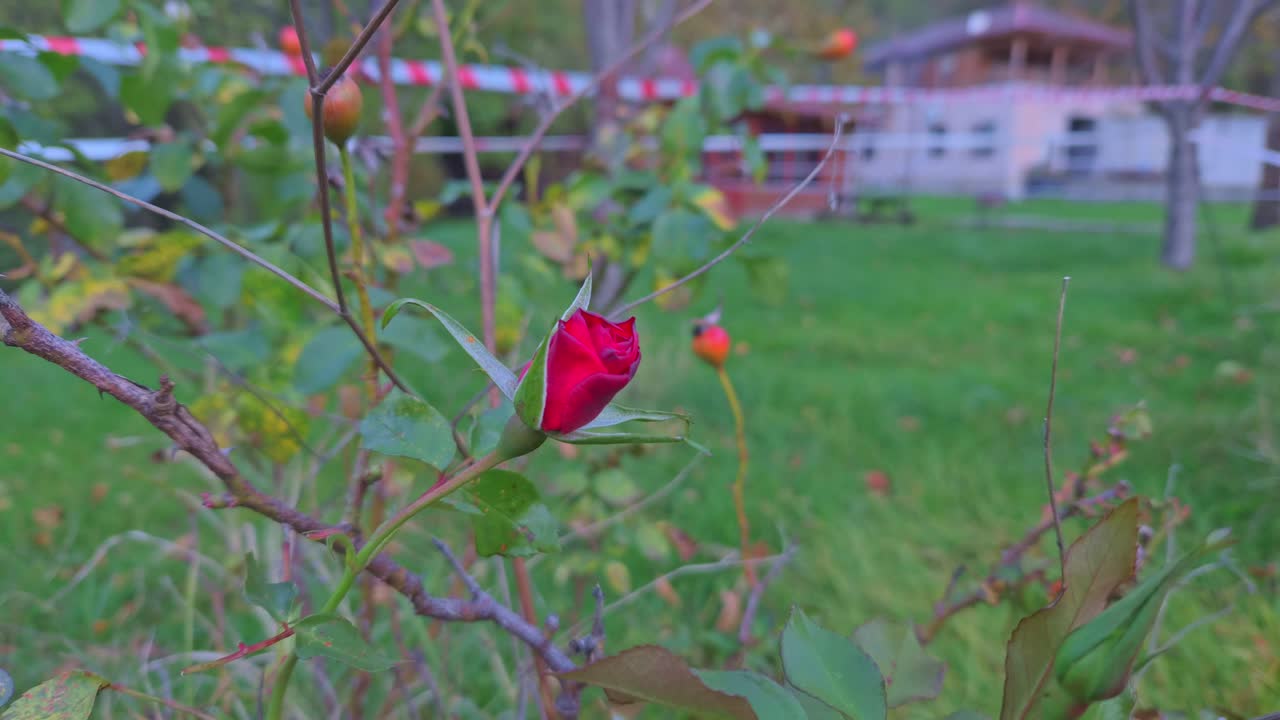 Single red rose remaining on dying bush surrounded by dry branches and green grass