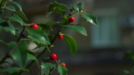 vibrant green tree branch rose hip growing in city garden nature environment.