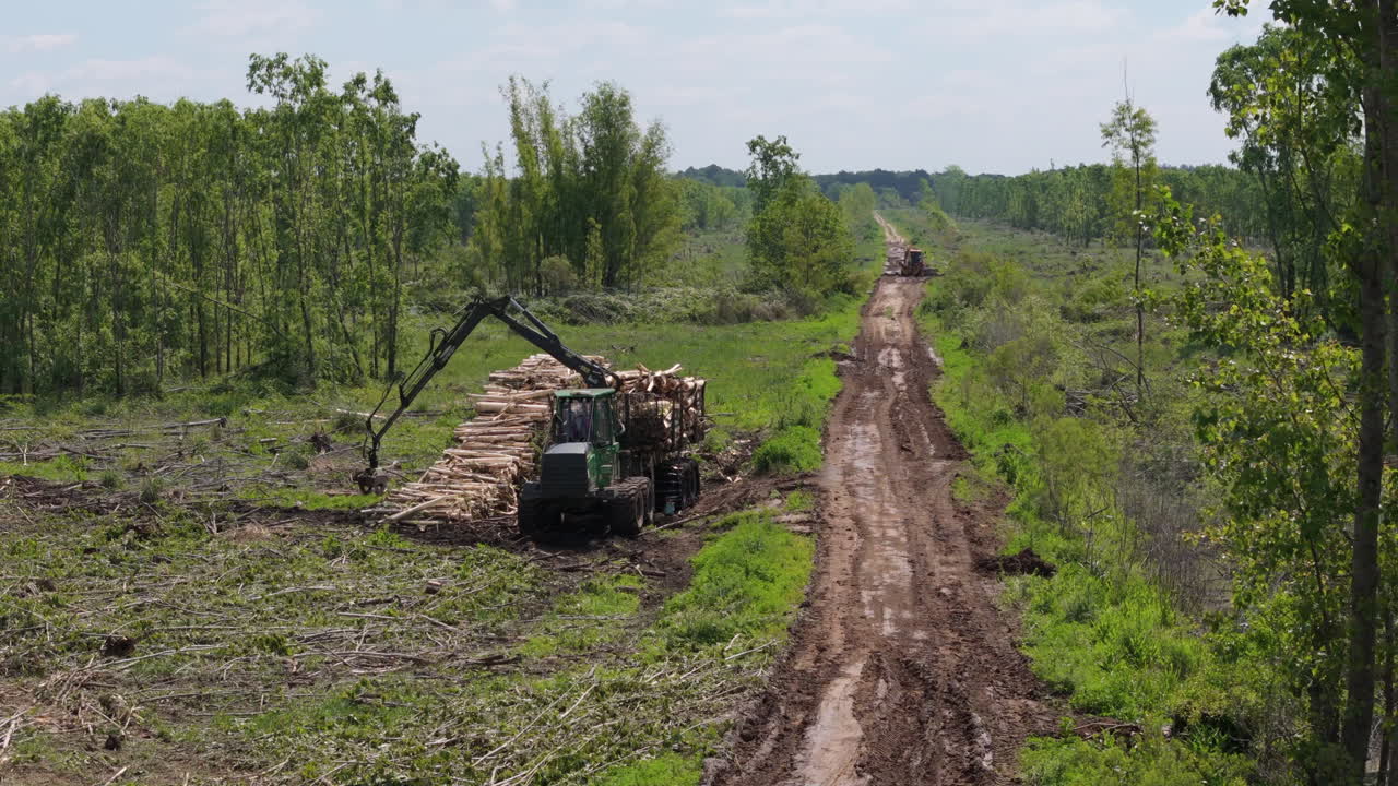 Harvester efficiently gather cut wood from the forest floor. The machine moves swiftly, collecting logs, preparing them for further processing, showcasing modern timber harvesting techniques in action