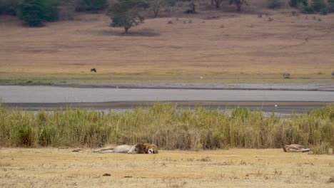 Leones-Machos-Y-Hembras-Acostados-En-El-Lago-Del-Cráter-Ngorongoro-En-Tanzania-áfrica,-Tiro-Largo-De-Mano