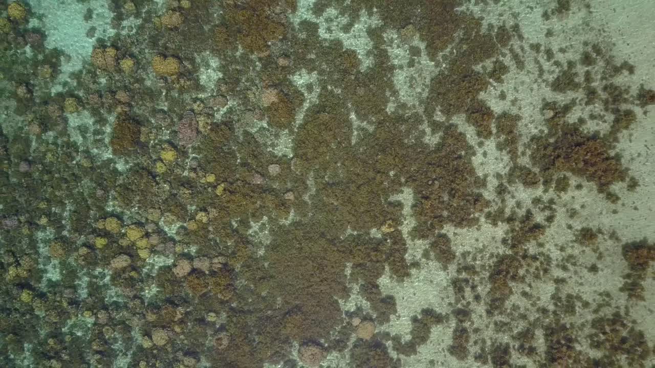 Aerial view of coral reefs in crystal clear water camera pedestal up to white sandy beach with trees and filipino boat in the Philippines