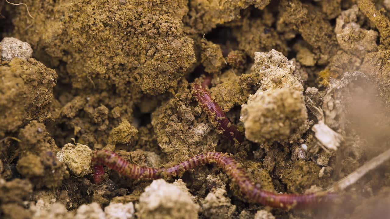 Minhocas cavando na terra. Minhocário e minhocas de vermicultura regenerando o solo. Mudanças climáticas. Solo orgânico