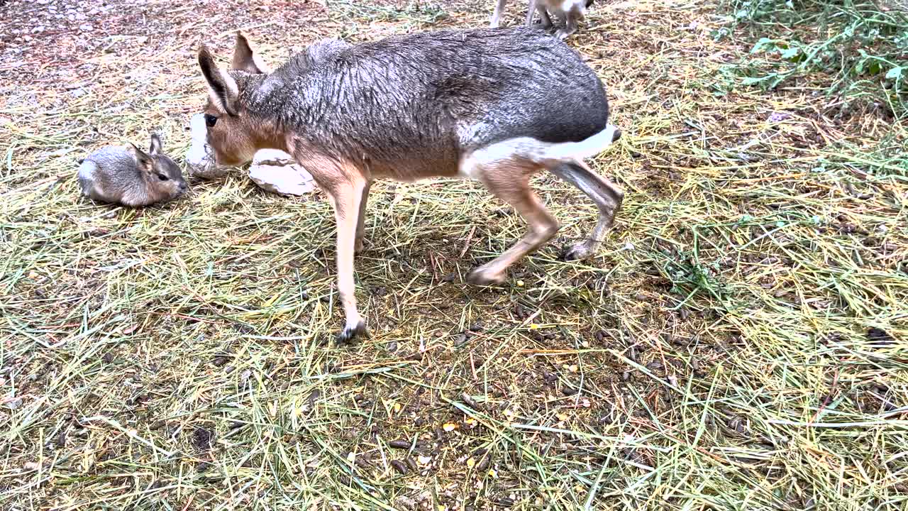 포르투갈 의 한 농장 의 풀  ⁇  에서, 파타고니아 의 마라 어미 는 조심스럽고 주의 깊은 태생 을  ⁇ 고 있다