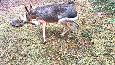 In-a-grassy-meadow-on-a-farm-in-Portugal,-a-Patagonian-mara-mother-nurses-her-rodent-child,-displaying-caution-and-attentiveness