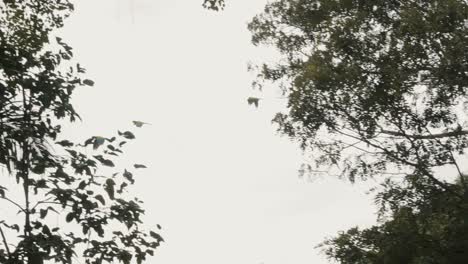 Silhouette-showing-Group-of-wild-parrots-flying-in-jungle-against-bright-sunny-sky