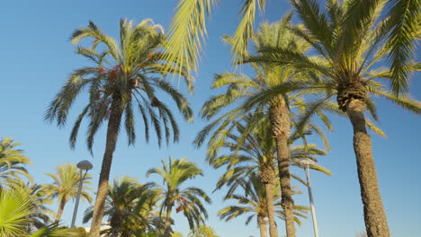 tracking shot through lush palm tree road on a vibrant summer day with crystal-clear blue skies