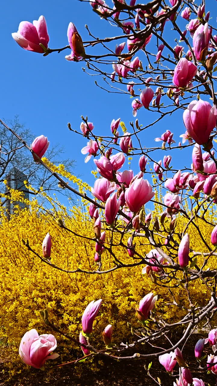 New York’ta açan manolya ağacı. İlkbaharda çiçek açmış manolya dalları. Fotoğrafta New York’ta bir park görülüyor.