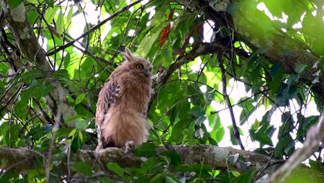 魚烏 (buffy fish owl) 是一個大型烏,但卻是四種烏中最小的