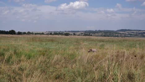 Blesbok-antelope-walking-across-tall-Africa-savanna-stops-to-graze