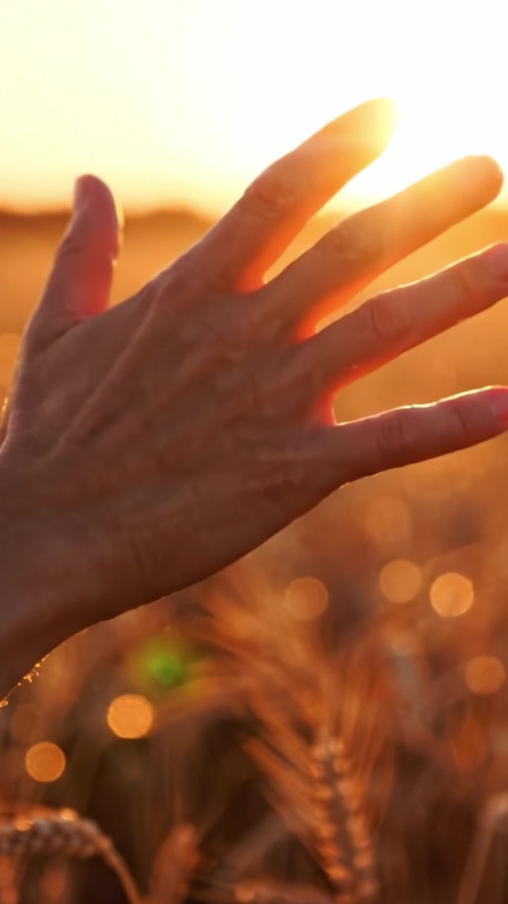 Una tarde tranquila: Una mano extendiéndose hacia un atardecer dorado sobre un campo de trigo, capturando la esencia de la belleza de la naturaleza y los momentos de paz que inspiran reflexión