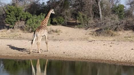 Wide-shot-a-giraffe-walking-away-from-a-watering-hole-in-South-Africa