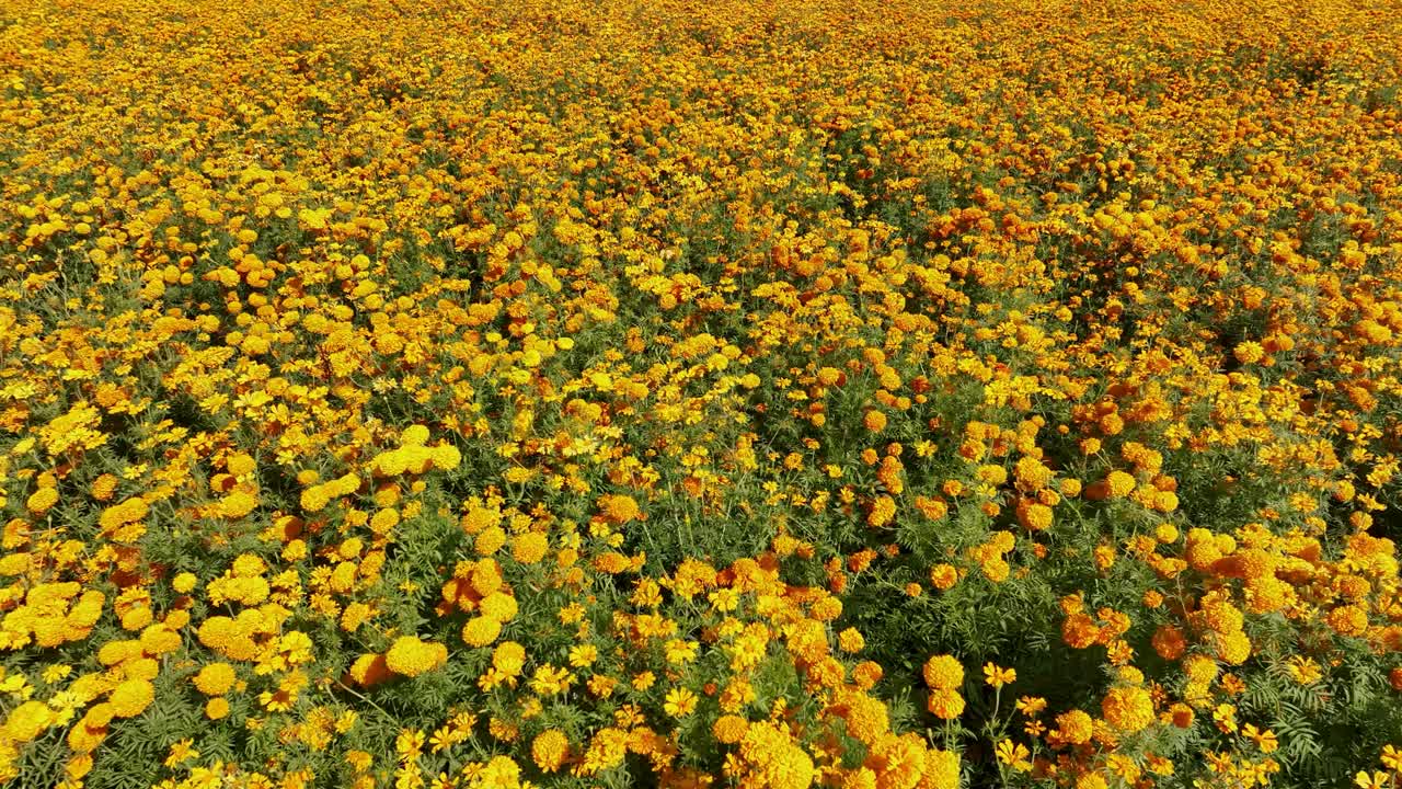 Riprese aeree di coltivazioni di fiori di cempasúchil o calendula.