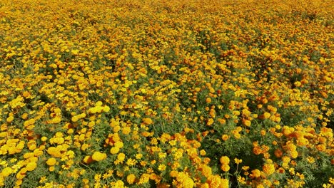 Aerial-footage-of-cempasúchil-or-marigold-flower-crops