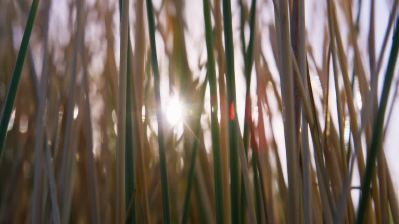 la luz del sol a través de la hierba alta