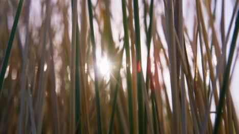 sunlight through tall grass