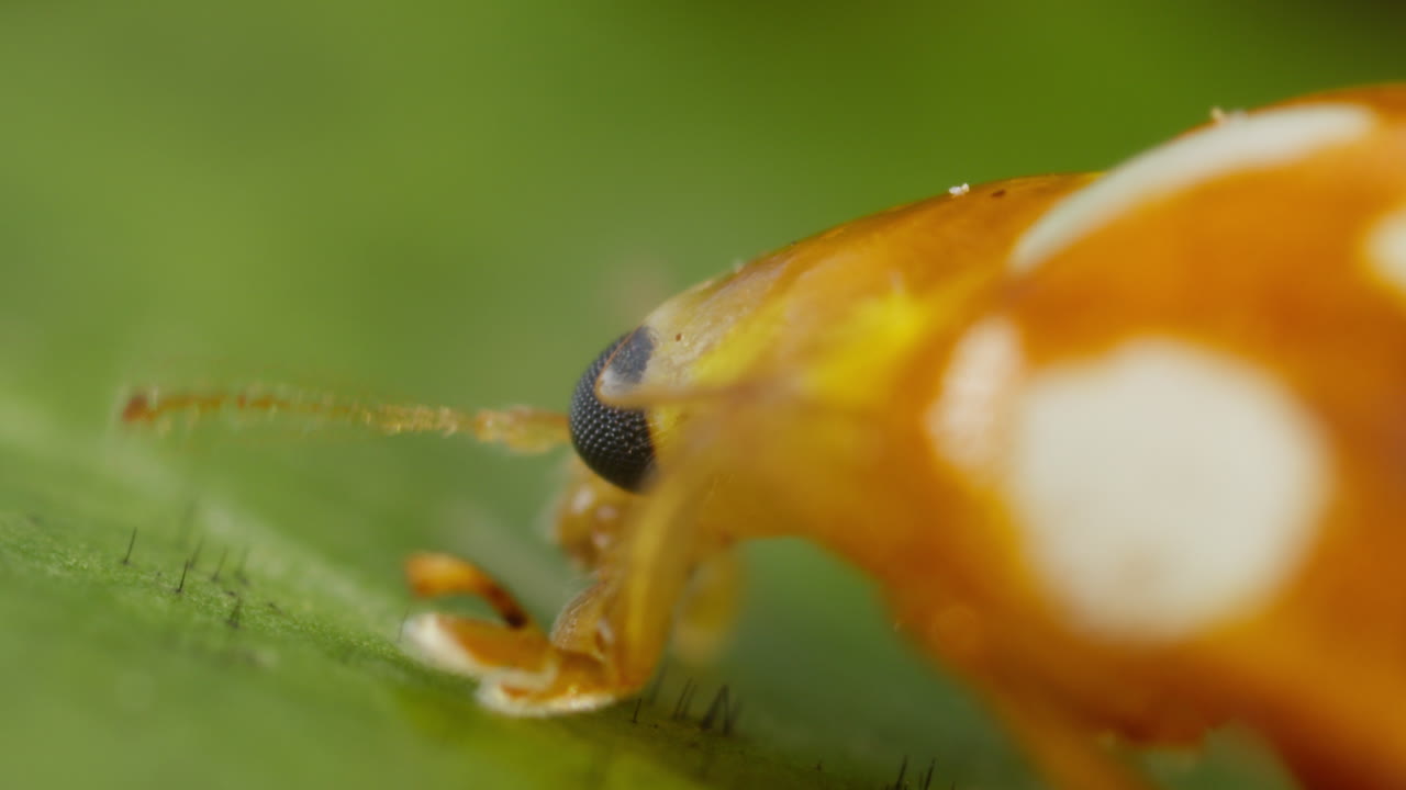 mariposa naranja en la hoja moviendo sus antenas, enfoque de primer plano en el ojo compuesto