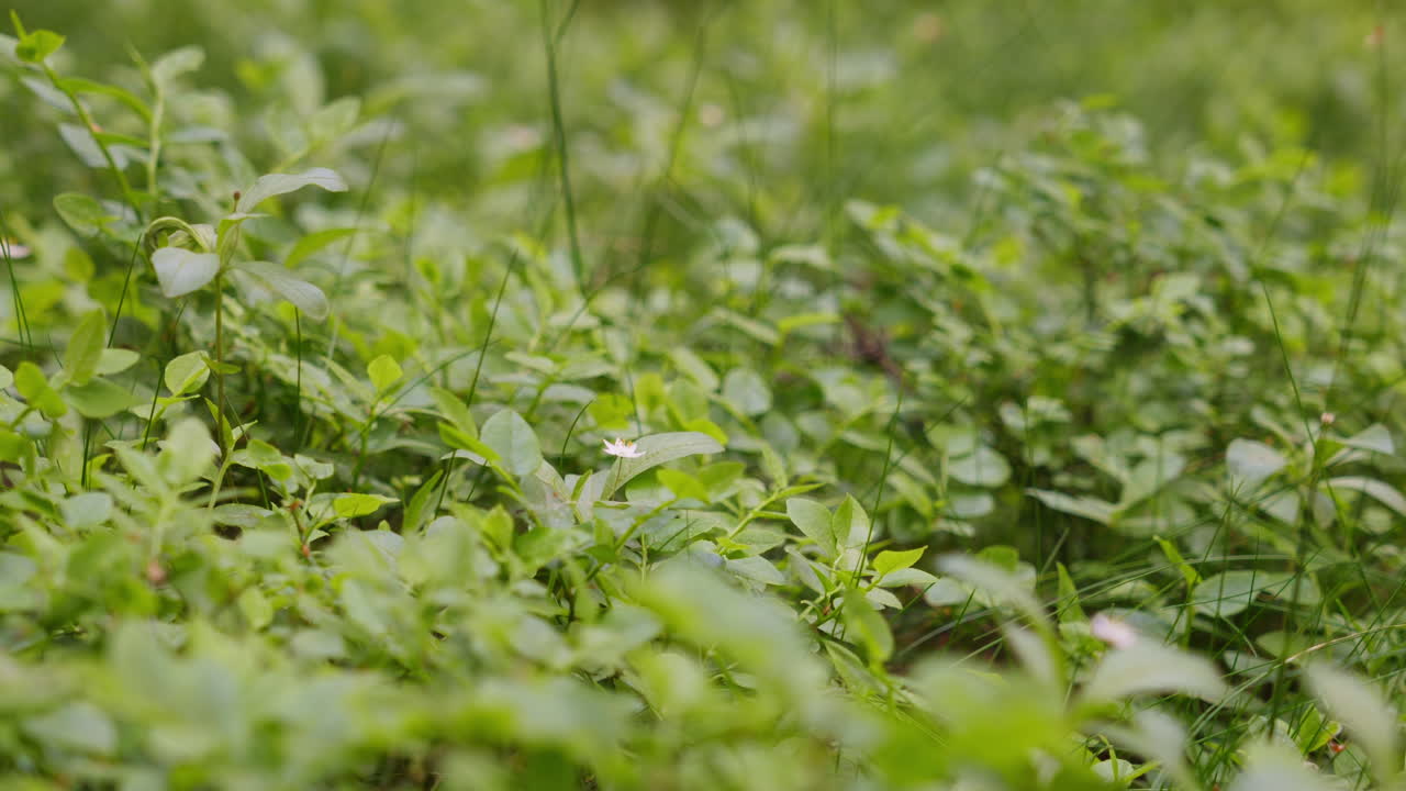 Bush leaves moves with the wind on a sunny summer day