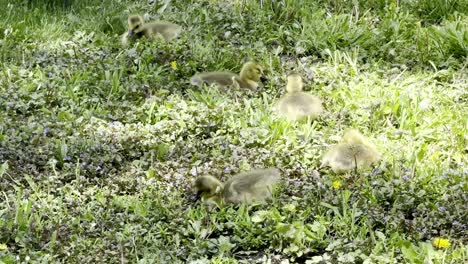 Five-baby-goslings-walking-in-a-grassy-area-on-a-sunny-day