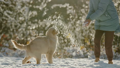 Mujer-De-Mediana-Edad-Divirtiéndose-En-Winter-Park---Arrojando-Nieve-A-Su-Perro-Golden-Retriever