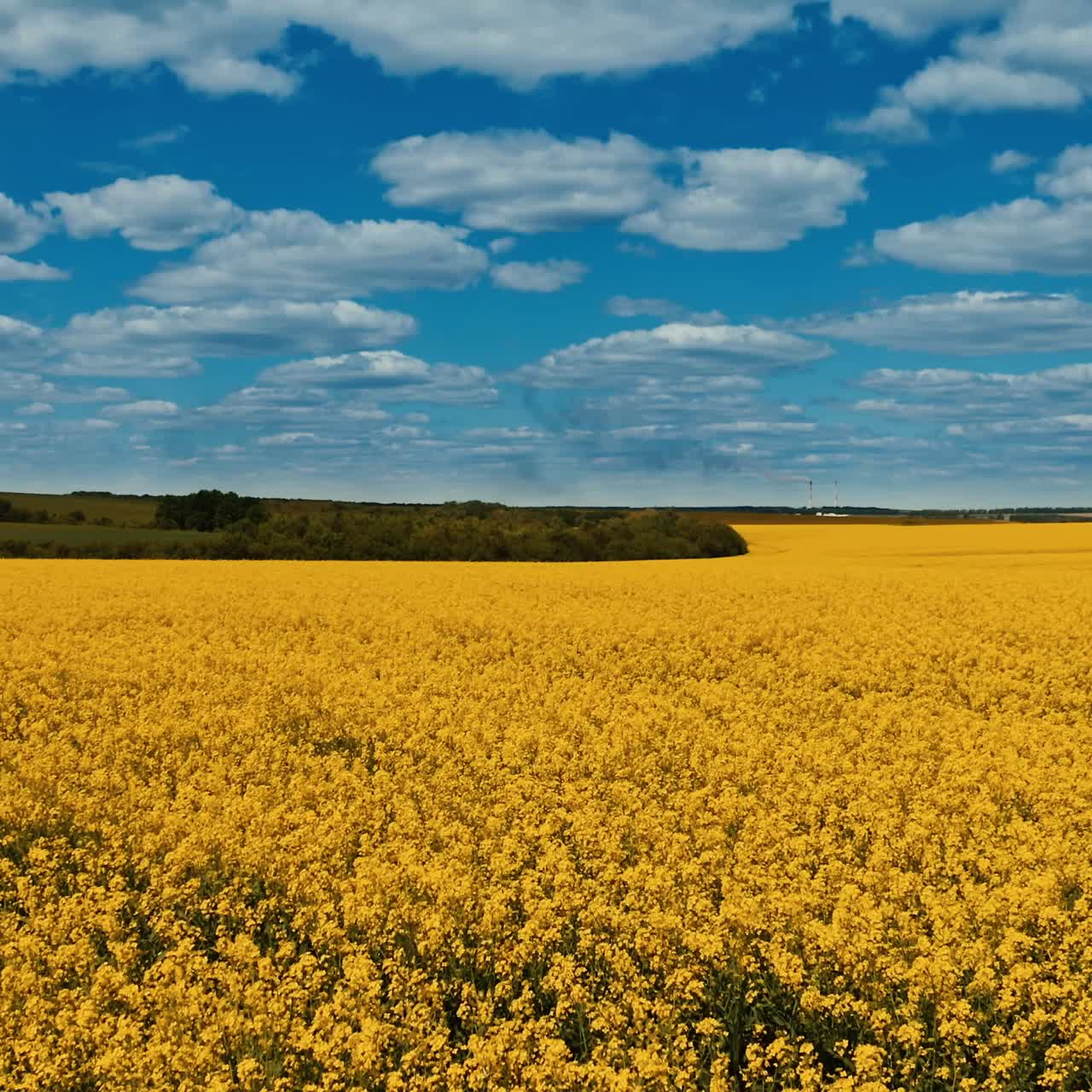 Field blossom yellow in the farmland. Flight over the farmland. Beautiful scenery of yellow field under blue sky. Aerial view.