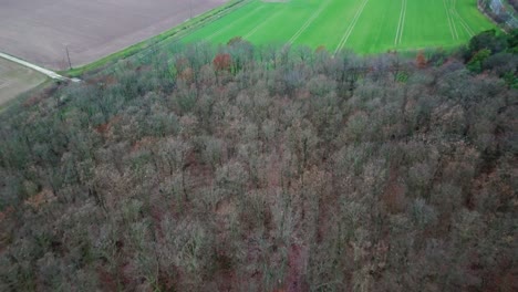 looking at a forest without any leaves germany "18