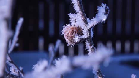 white frost on a frozen apple tree