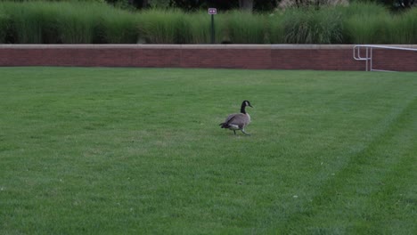 a goose who has suffered a foot injury rests alone on some fresh cut grass