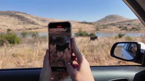 self-safari en el parque nacional de pilanesberg en el noroeste de sudáfrica