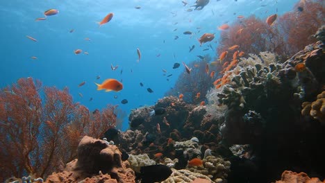 Small-and-colorful-tropical-reef-fish-swimming-around-a-healthy-coral-reef