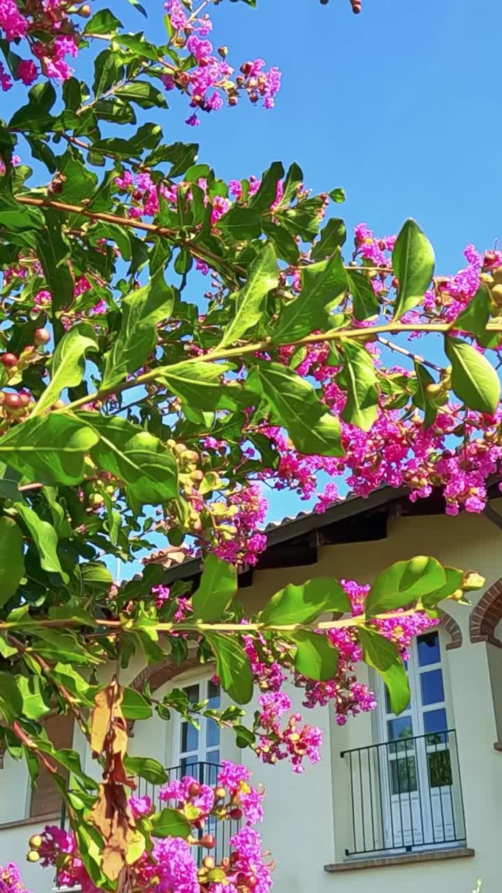 flores vibrantes frente a una casa