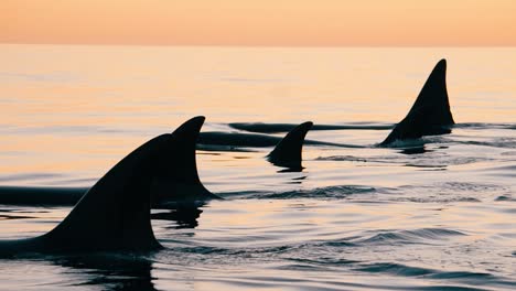Orcas-gruppe,-Die-Zusammen-Bei-Sonnenuntergang-In-Der-Halbinsel-Valdes-Patagonien-Zeitlupe-Schwimmt
