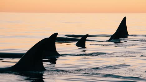 orcas group swimming together at sunset in peninsula valdes patagonia slowmotion