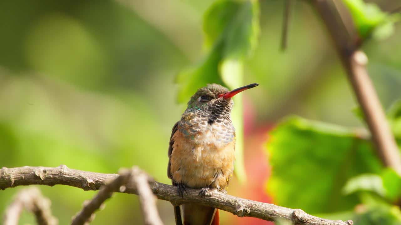 A hummingbird perched on a branch, blurred greenery in the background, capturing nature’s vibrant colors