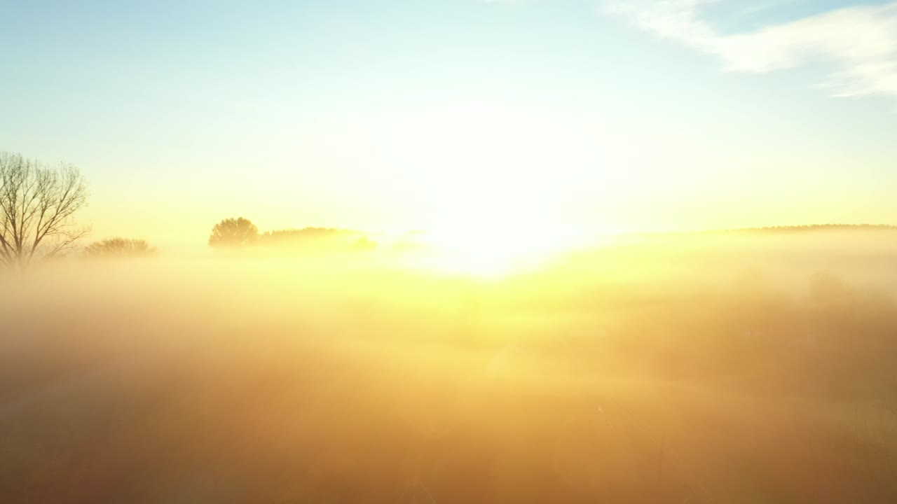 지상 식물 위에 떠다니는 이른 아침 안개