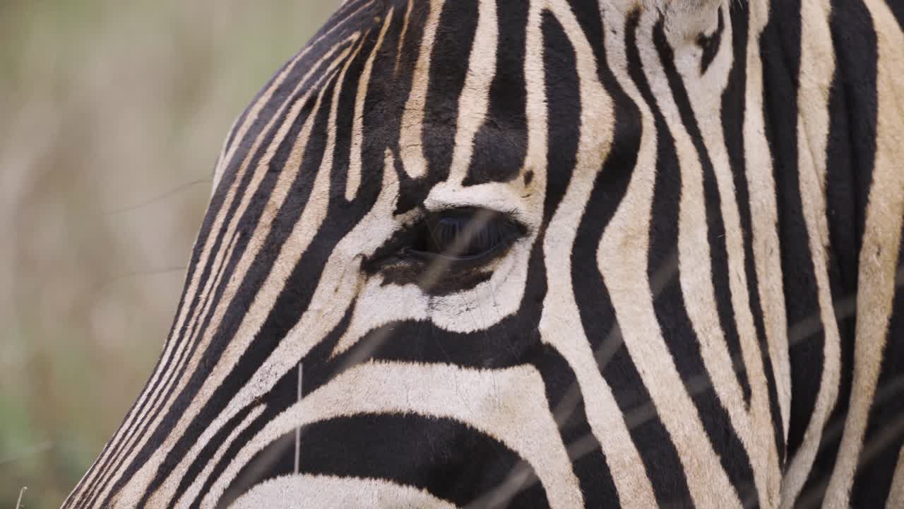 Detailed closeup on the eye of a zebra in South Africa Kruger National Park - 4K