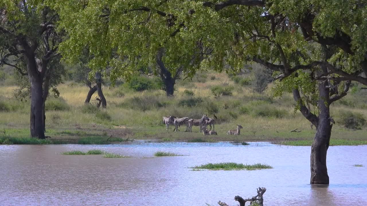 크루거 국립 공원의 호수 가장자리 근처의 활기찬 제브라 그룹과 함께 호수의 파노라마 뷰.