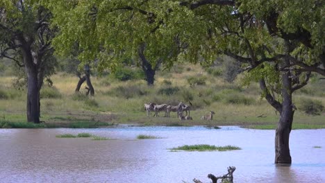 panoramic view of lake with group of lively zebras near the edge of the lake in kruger national park.