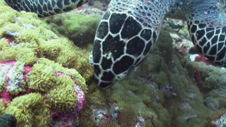 hawksbill turtle feeding on algae on healthy coral reef, front view, camera zooms into close-up shot