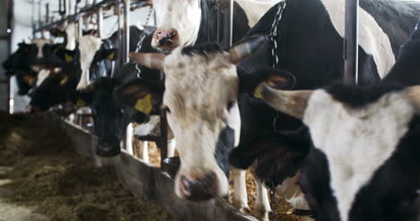 modern farm barn with milking cows eating hay cows feeding on dairy farm 9