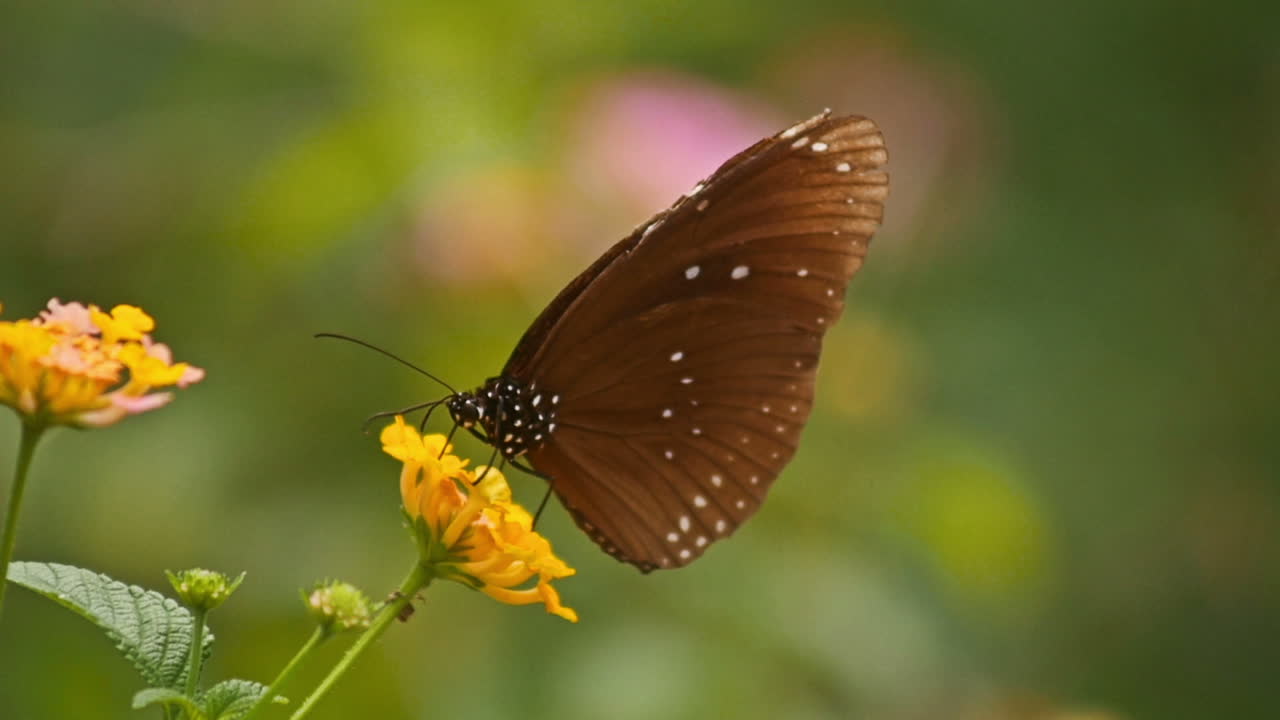 Farfalla marrone su un fiore giallo