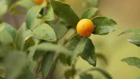 Eine-Kleine-Orange,-Die-An-Einem-Orangenbaum-Hängt