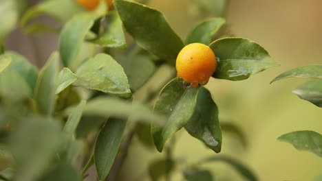 una pequeña naranja colgando de un naranjo