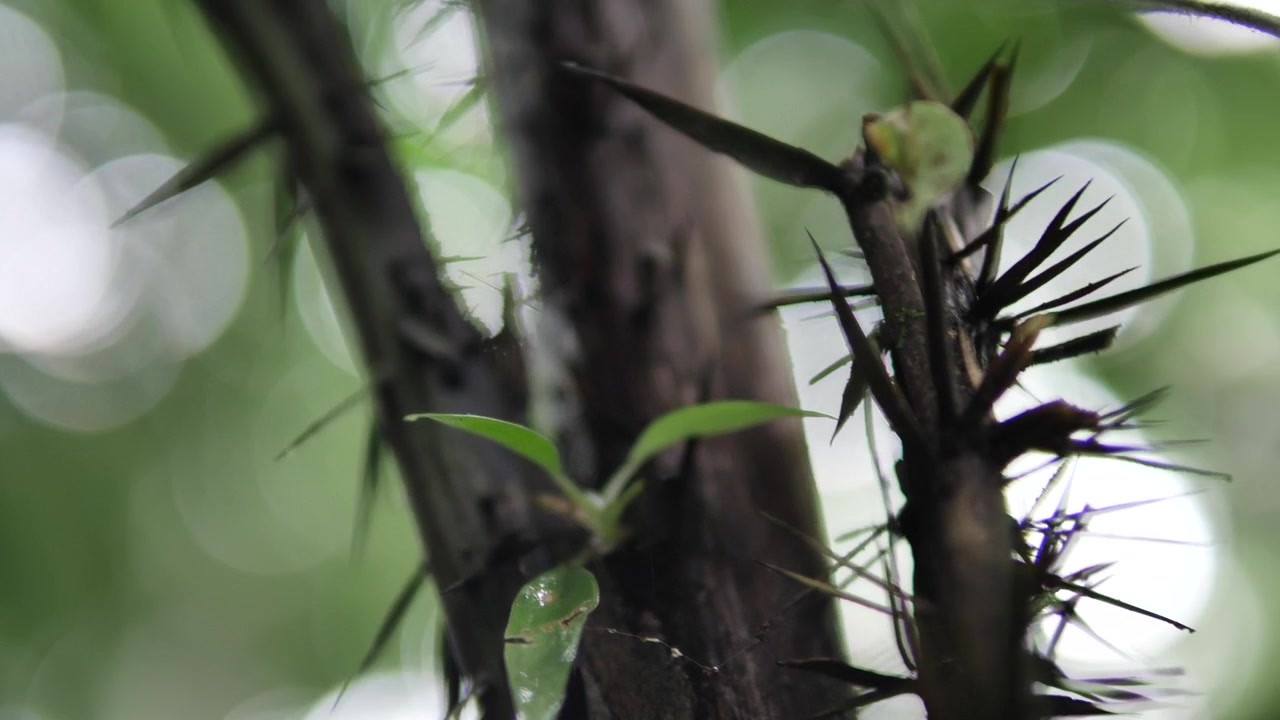 branch in the Amazon Forest showcases new life, with small green leaves sprouting. The slightly blurred view captures nature's motion and vitality amid the dense greenery