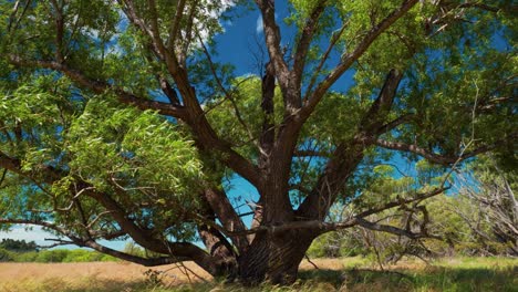 Tracking shot with tilt up towards a big old weeping willow tree in New Zealand