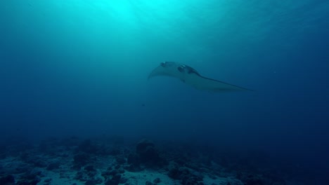 in the turquoise waters of ari atoll, maldives, giant manta rays glide with elegance and power, their wide wings slicing through the ocean with effortless grace.