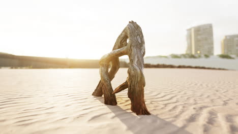 madera a la deriva en una playa desierta al amanecer