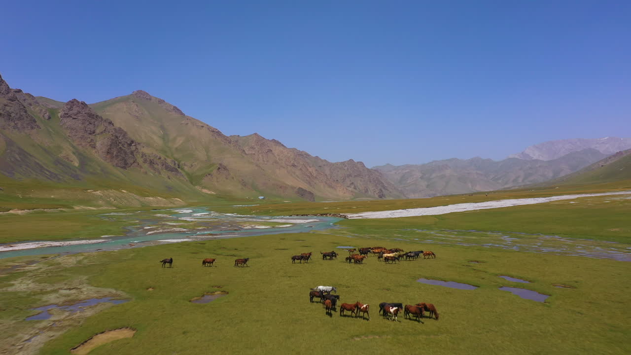 живописный вид с воздуха, пролетающий над стадом лошадей на альпийском лугу в горной глуши кыргызстана